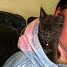 Sausage is registered to the contest to win money with this photo: kitten, cat, pet, hoodie, tie_dye, collar, bell, shoulder, person_partial, indoor, couch, leather, black, gray, cute, cozy, curious, feline, young, snug