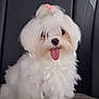 Charlotte participe au concours pour gagner de l'argent avec cette photo : dog, white_dog, fluffy, tongue_out, pet, cute, small_dog, hair_tie, pink_hair_tie, portrait, indoor, leather_seat, animal, happy, friendly, fur, companion, sitting, face, closeup