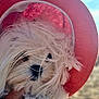 Charlotte participe au concours pour gagner de l'argent avec cette photo : dog, white_fur, fluffy, pink_hat, hat, outdoor, beach, sunhat, cute, pet, animal, portrait, closeup, wind, fur, face, summer, hand, fashion, adorable