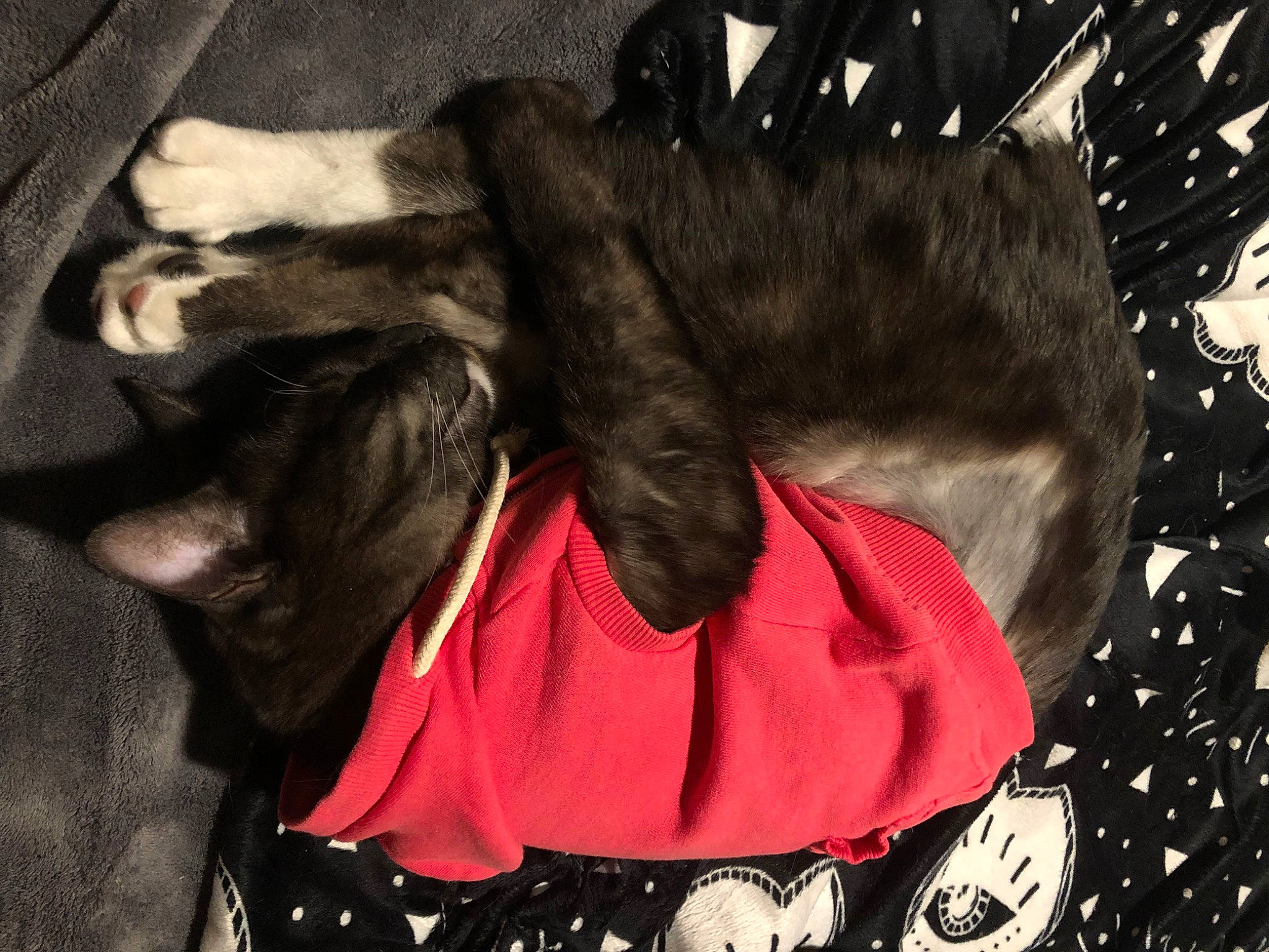 Chicken joined the competition — help win amazing prizes! canidae, carmine, carnivore, collar, comfort, companion_dog, dog, dog_breed, dog_collar, fashion_accessory, felidae, fur, fur_clothing, liver, magenta, paw, sleeve, small_to_medium_sized_cats, tail, whiskers