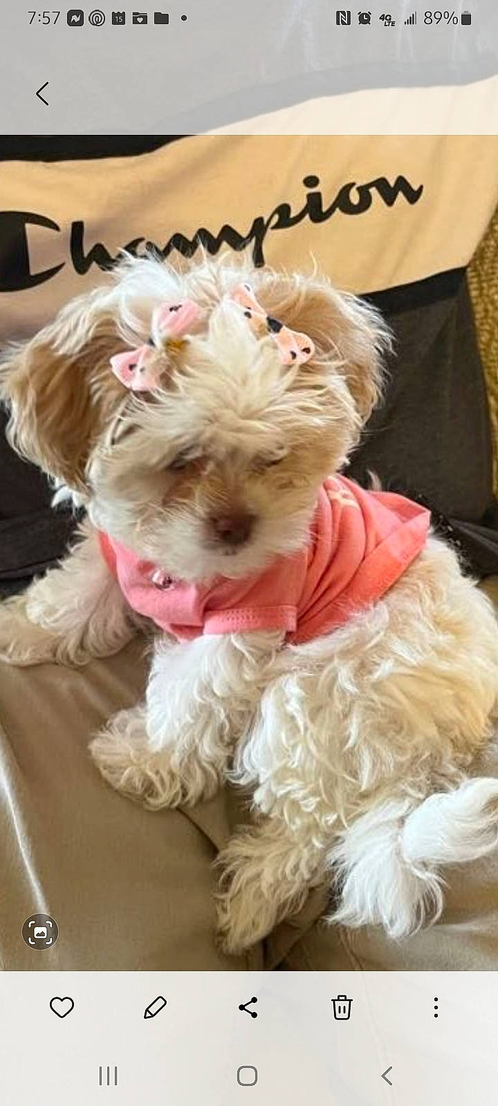 Scoot joined the competition — help win amazing prizes! canidae, carnivore, companion_dog, dog, dog_breed, dog_clothes, dog_collar, dog_supply, event, fawn, fur, pet_supply, small_terrier, snout, sporting_group, terrier, toy_dog, working_animal, yorkipoo, yorkshire_terrier