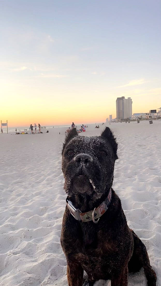 Squeaker joined the competition — help win amazing prizes! building, canidae, carnivore, cloud, collar, companion_dog, dog, dog_breed, dog_collar, horizon, sky, snout, sporting_group, terrier, toy, toy_dog, vertebrate, water_dog, winter, working_animal