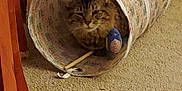 Willow is registered to the contest to win money with this photo: animal, basket, bed, bird, bucket, canine, cat, couch, den, dog, furniture, hardwood, homedecor, indoors, kitten, parrot, pet, plywood, stainedwood, wood