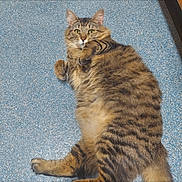 Willow is registered to the contest to win money with this photo: animal, cat, curious, cute, domestic_cat, ears, feline, floor, fur, house_pet, indoor, lying_down, mammal, paws, pet, relaxed, resting, striped, tabby, whiskers