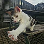 animal, cat, claws, close_up, curious, daylight, fence, green_eyes, nature, outdoor, pavement, paw, pet, picnic_table, stretching, sunlight, tabby, whiskers, white_fur, wood