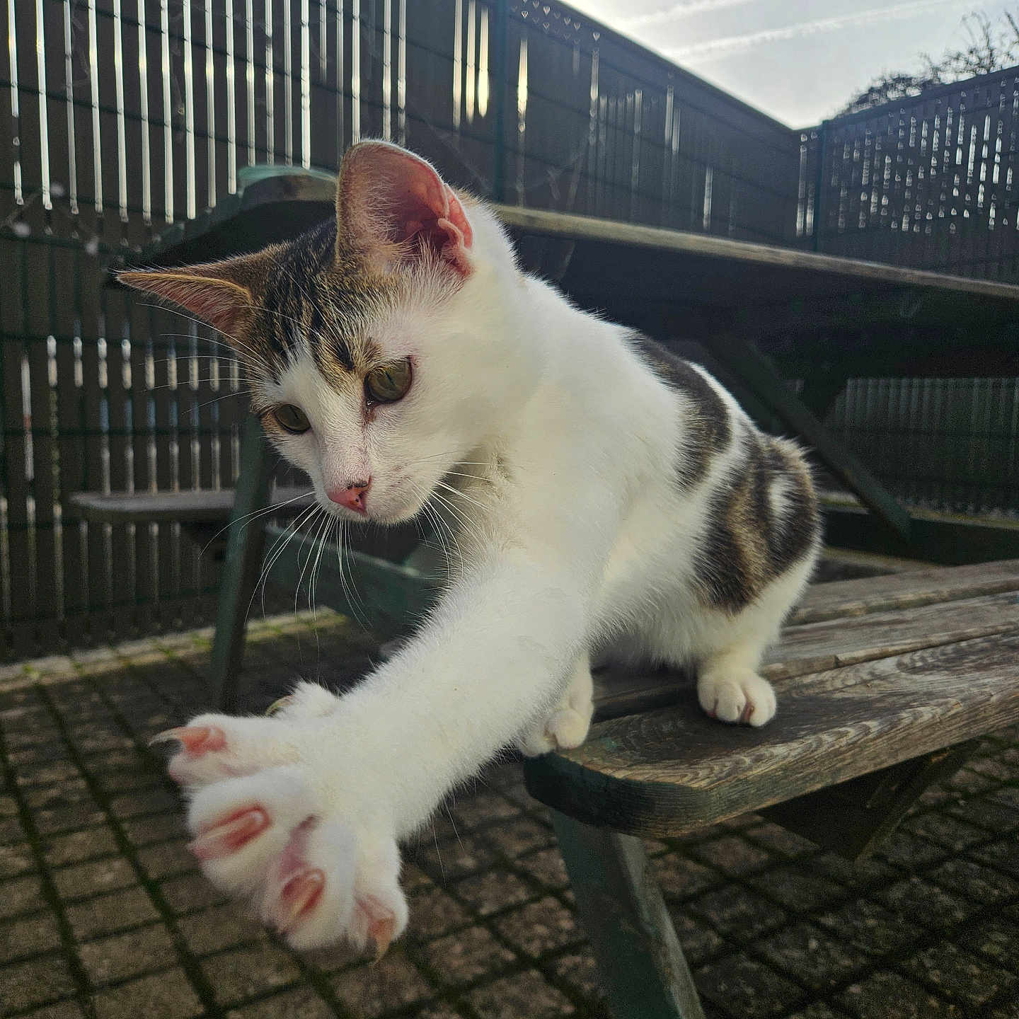 Nala a rejoint le concours — aidez-le/la à gagner de superbes lots ! animal, cat, claws, close_up, curious, daylight, fence, green_eyes, nature, outdoor, pavement, paw, pet, picnic_table, stretching, sunlight, tabby, whiskers, white_fur, wood