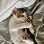 kitten, cat, paw, sleeping_bed, blanket, white_fur, tabby, pet, cute, animal, indoor, cozy, playful, young_cat, resting, feline, soft, whiskers, pink_paw_pads, comfortable