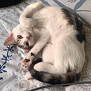 Nala a rejoint le concours — aidez-le/la à gagner de superbes lots ! cat, kitten, white, tabby, paw, bedspread, patterned, fur, pet, animal, cute, playful, stretching, indoor, resting, sleepy, whiskers, tail, pink_nose, curled_up