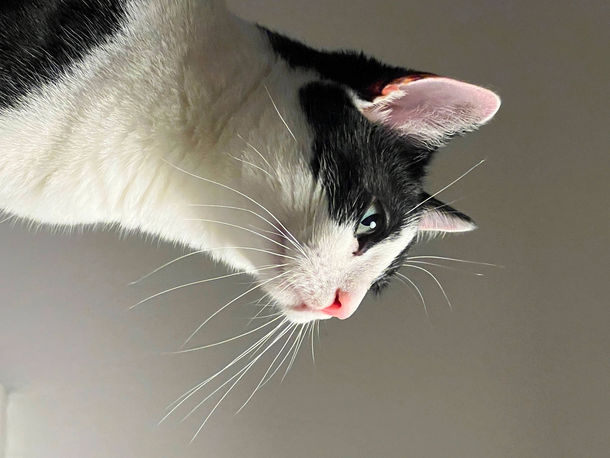 Nailah is registered to the contest to win money with this photo: carnivore, cat, claw, domestic_short_haired_cat, felidae, fur, liquid, macro_photography, paw, small_to_medium_sized_cats, tail, water, whiskers