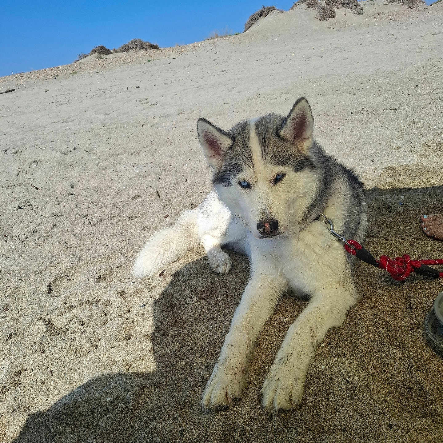 Alpha participe au concours pour gagner de l'argent avec cette photo : dog, husky, sand, beach, blue_sky, outdoor, pet, animal, leash, sunlight, relaxed, lying_down, nature, fur, canine, daytime, quiet, wildlife, companion, resting