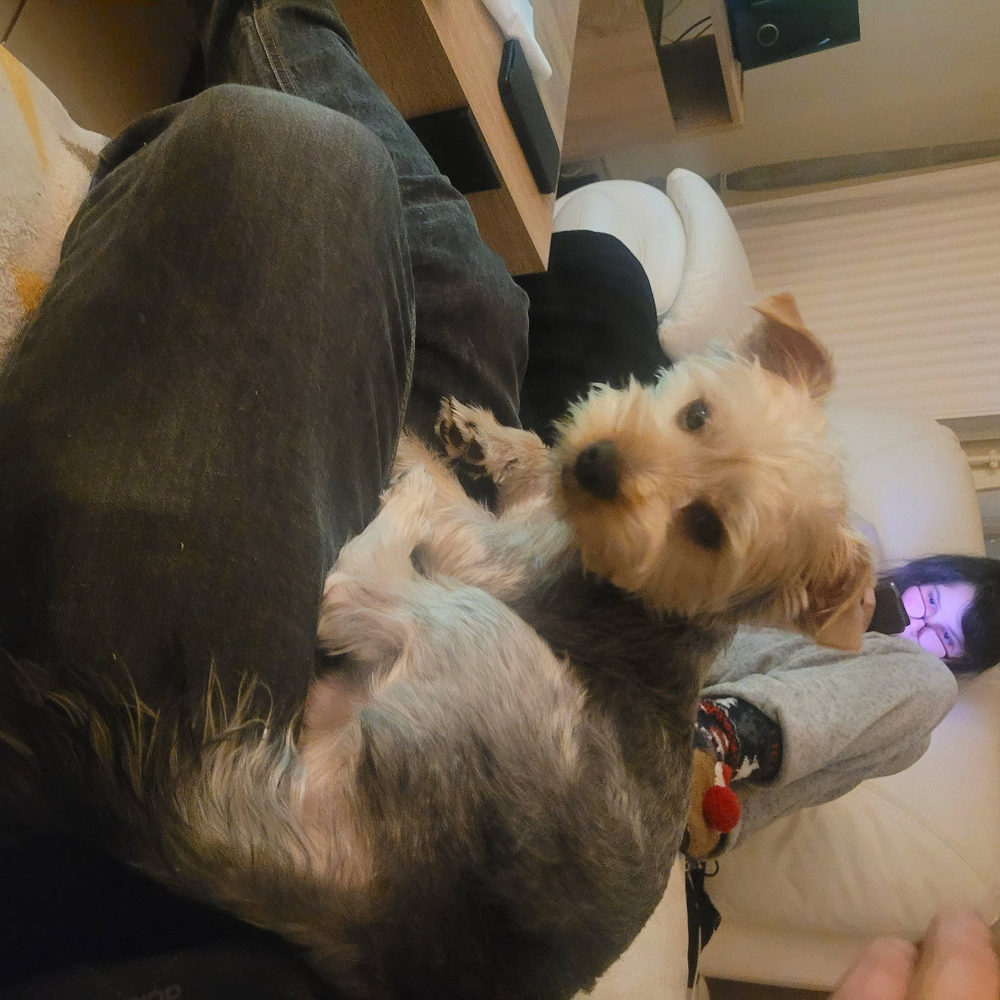 Nougat a rejoint le concours — aidez-le/la à gagner de superbes lots ! canidae, carnivore, comfort, companion_dog, dog, dog_breed, dog_supply, fawn, fur, non_sporting_group, puppy, puppy_love, schnauzer, selfie, small_terrier, snout, sporting_group, terrier, toy_dog, working_animal