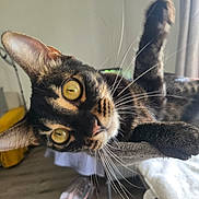Zoé participe au concours pour gagner de l'argent avec cette photo : cat, tortoiseshell, feline, golden_eyes, whiskers, close_up, portrait, lying_down, upside_down, raised_paw, raised_leg, indoor, bed, blanket, window, curious, playful, relaxed, fur, pet