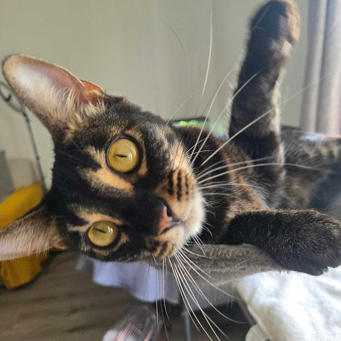 Zoé participe au concours pour gagner de l'argent avec cette photo : cat, tortoiseshell, feline, golden_eyes, whiskers, close_up, portrait, lying_down, upside_down, raised_paw, raised_leg, indoor, bed, blanket, window, curious, playful, relaxed, fur, pet