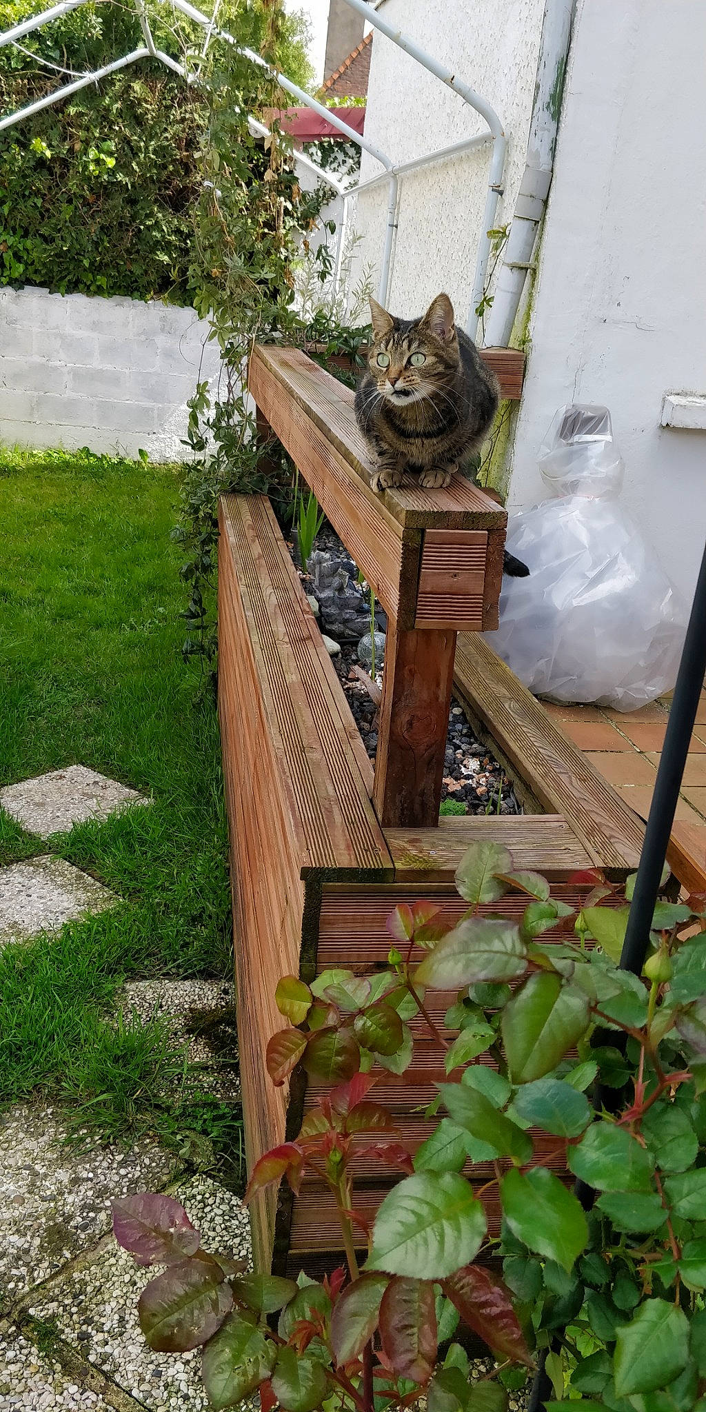 Caline participe au concours pour gagner de l'argent avec cette photo : annual_plant, carnivore, cat, chair, domestic_short_haired_cat, felidae, garden, grass, groundcover, hardwood, landscaping, outdoor_bench, outdoor_furniture, outdoor_table, plant, porch, small_to_medium_sized_cats, tail, whiskers, wood