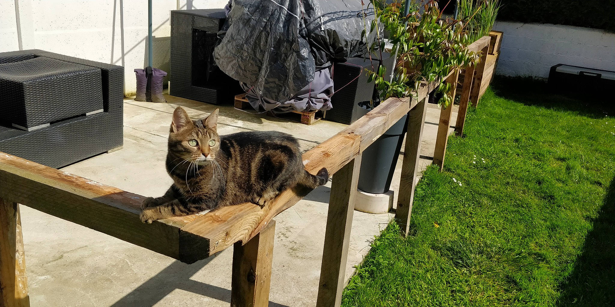 Caline a rejoint le concours — aidez-le/la à gagner de superbes lots ! art, carnivore, cat, domestic_short_haired_cat, felidae, fur, grass, groundcover, herb, plant, small_to_medium_sized_cats, tail, tree, whiskers, wood, yard