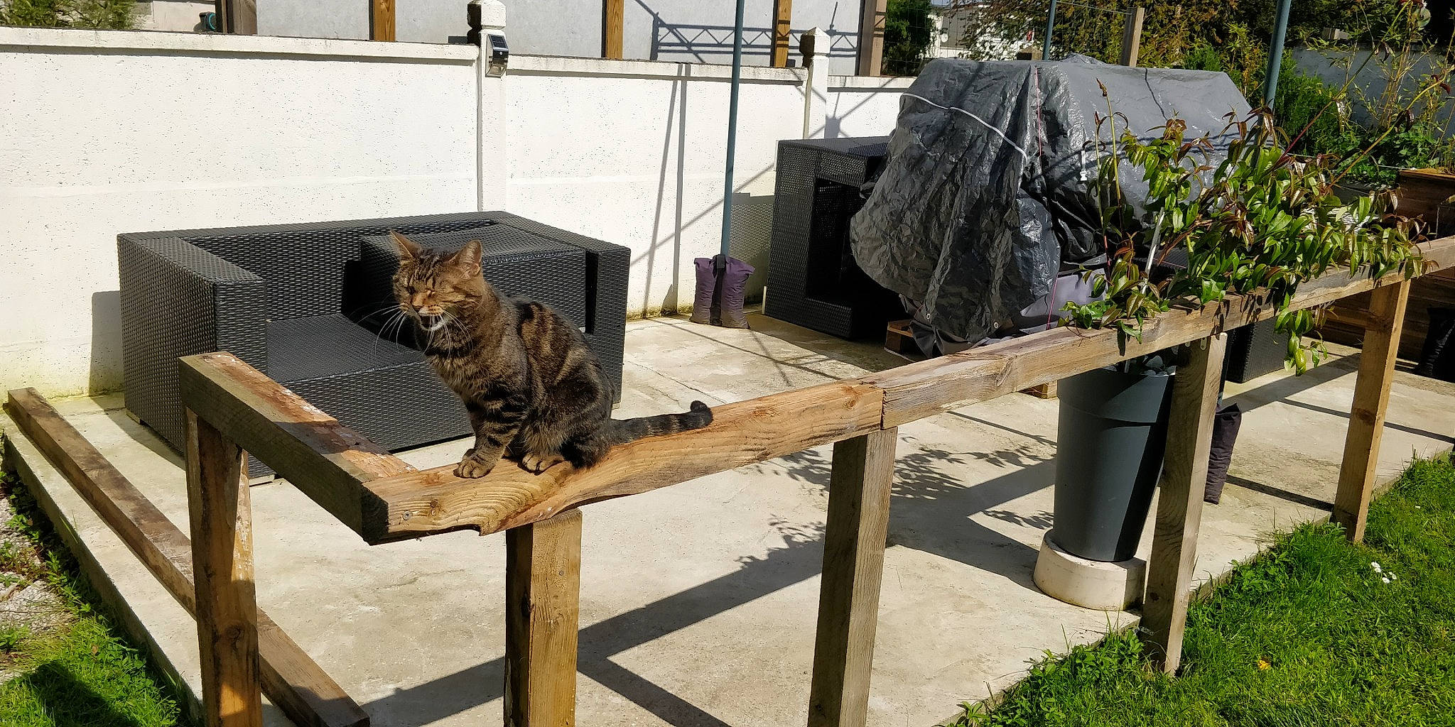 Caline participe au concours pour gagner de l'argent avec cette photo : animal_shelter, carnivore, cat, domestic_short_haired_cat, felidae, fur, grass, metal, outdoor_furniture, outdoor_table, plant, small_to_medium_sized_cats, sporting_group, table, tail, terrestrial_animal, tree, whiskers, wildlife, wood