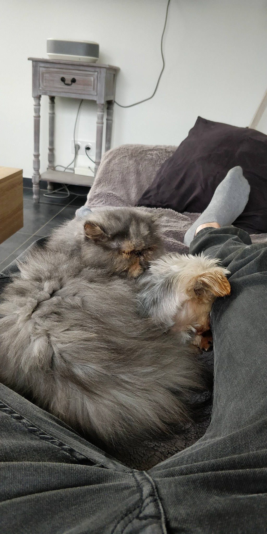 Ruby participe au concours pour gagner de l'argent avec cette photo : cabinetry, carnivore, cat, chest_of_drawers, claw, comfort, companion_dog, dog_breed, drawer, fawn, felidae, flooring, fur, grey, home_appliance, kitchen_appliance, room, small_to_medium_sized_cats, tail, whiskers