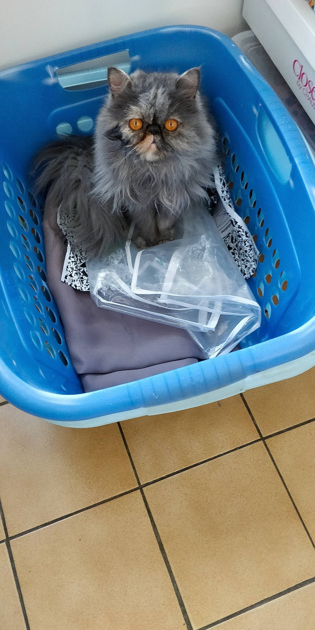 Ruby a rejoint le concours — aidez-le/la à gagner de superbes lots ! blue, british_longhair, carnivore, cat, cat_supply, comfort, companion_dog, electric_blue, felidae, fur, grass, persian, ragdoll, rectangle, sitting, small_to_medium_sized_cats, tail, terrestrial_animal, trunk, whiskers