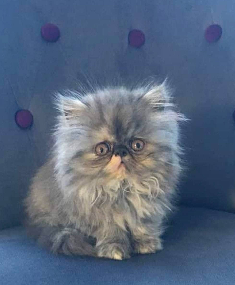 Ruby participe au concours pour gagner de l'argent avec cette photo : british_longhair, carnivore, cat, companion_dog, electric_blue, eye, face, fawn, felidae, fur, grey, hair, head, human_body, iris, small_to_medium_sized_cats, snout, tail, terrestrial_animal, whiskers