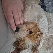 Butterscotch Roo is registered to the contest to win money with this photo: animal, brown, close_up, companion, cozy, curly_fur, cute, dog, fur, hand, indoor, interaction, nibble, pet, playing, resting, texture, touch, towel, white
