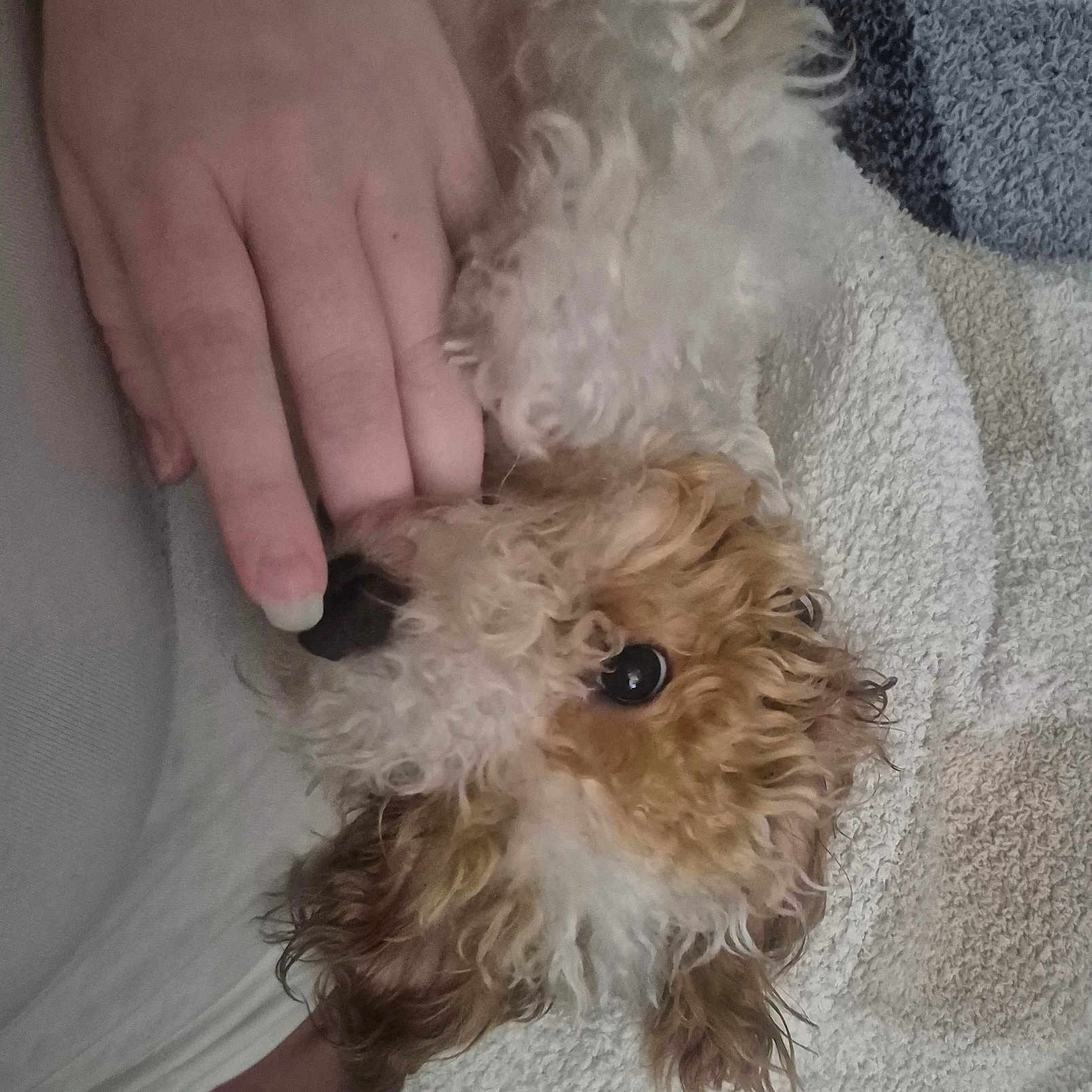 Butterscotch Roo is registered to the contest to win money with this photo: animal, brown, close_up, companion, cozy, curly_fur, cute, dog, fur, hand, indoor, interaction, nibble, pet, playing, resting, texture, touch, towel, white