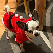 Pepito participe au concours pour gagner de l'argent avec cette photo : dog, chihuahua, small_dog, pet, costume, christmas, santa_costume, reindeer, festive, red_clothing, pom_poms, antlers, fluffy_tail, portrait, indoors, rug, wooden_floor, dining_table, chair, cute