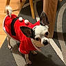 dog, chihuahua, small_dog, pet, costume, christmas, santa_costume, reindeer, festive, red_clothing, pom_poms, antlers, fluffy_tail, portrait, indoors, rug, wooden_floor, dining_table, chair, cute