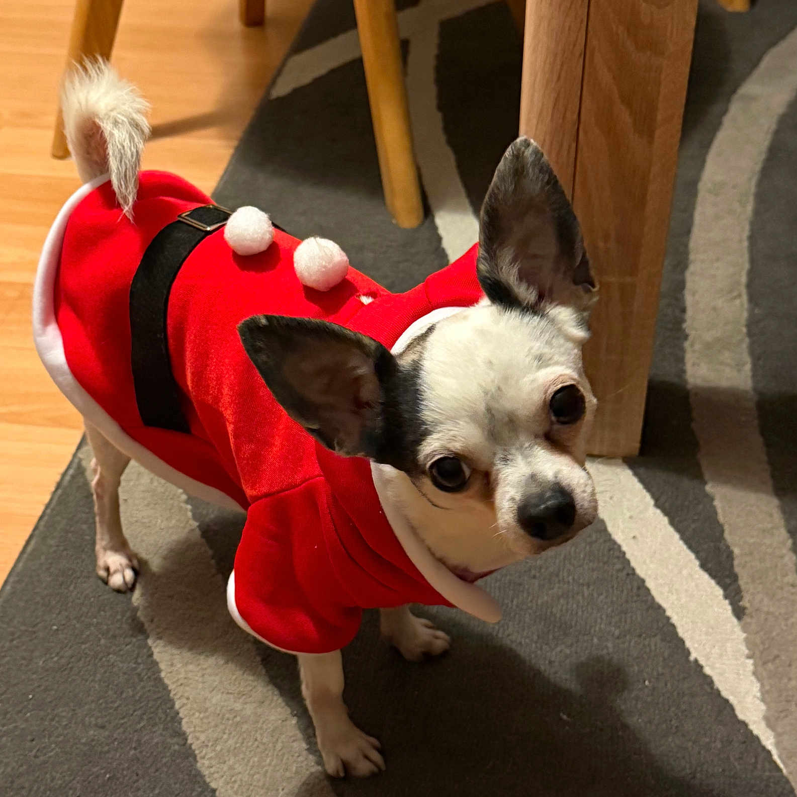Pepito participe au concours pour gagner de l'argent avec cette photo : dog, chihuahua, small_dog, pet, costume, christmas, santa_costume, reindeer, festive, red_clothing, pom_poms, antlers, fluffy_tail, portrait, indoors, rug, wooden_floor, dining_table, chair, cute