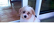 Joc a rejoint le concours — aidez-le/la à gagner de superbes lots ! puppy, dog, indoor, tile_floor, glass_door, curious, fluffy, pet, animal, home, brown_and_white, small_dog, cute, sitting, domestic, companion, adorable, young_dog, portrait, canine