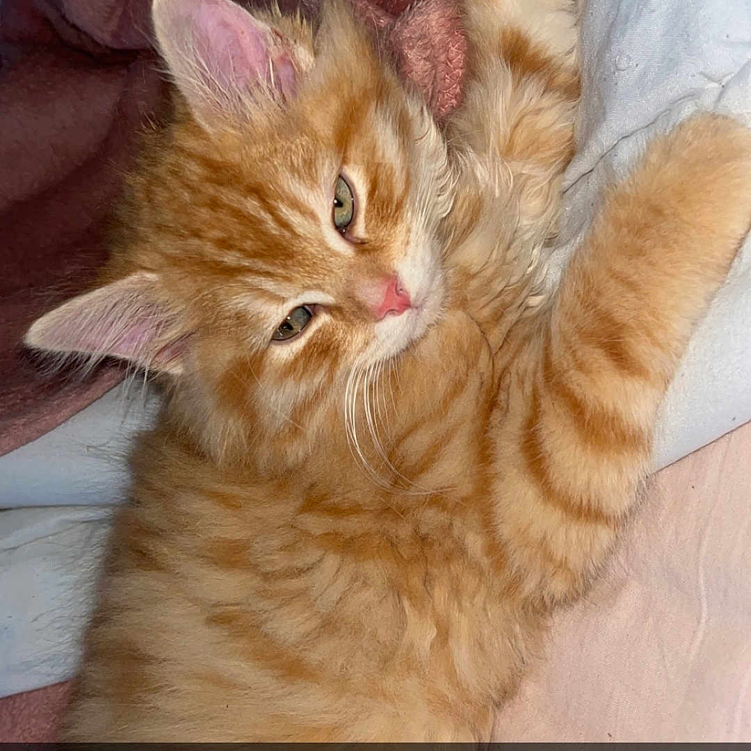 Mowgli participe au concours pour gagner de l'argent avec cette photo : abyssinian, angora, animal, bed, brush, canine, cat, couch, device, dog, furniture, hardwood, kitten, manx, person, pet, plywood, sleeping, tool, wood