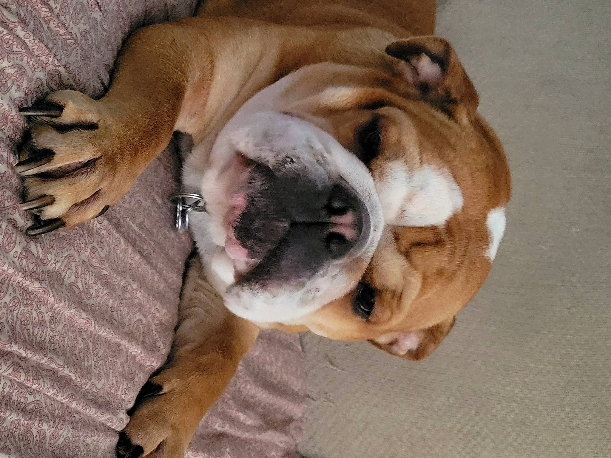 Boo Boo is registered to the contest to win money with this photo: bored, bulldog, canidae, carnivore, collar, comfort, companion_dog, dog, dog_breed, dog_collar, dog_supply, ear, fawn, snout, sporting_group, toy_dog, whiskers, white_english_bulldog, working_animal, wrinkle