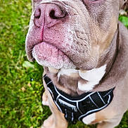 Baxter participe au concours pour gagner de l'argent avec cette photo : animal, blue_eyes, close_up, cute, dog, ears, expression, fur, grass, greenery, harness, looking_up, nature, outdoor, pet, portrait, puppy, sitting, snout, young_dog