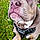 Baxter