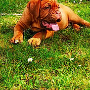 Peach participe au concours pour gagner de l'argent avec cette photo : canidae, carnivore, dog, dog_breed, dogue_de_bordeaux, guard_dog, korean_mastiff, mammal, molosser, rare_breed_dog, sporting_group, tosa, vertebrate, working_dog