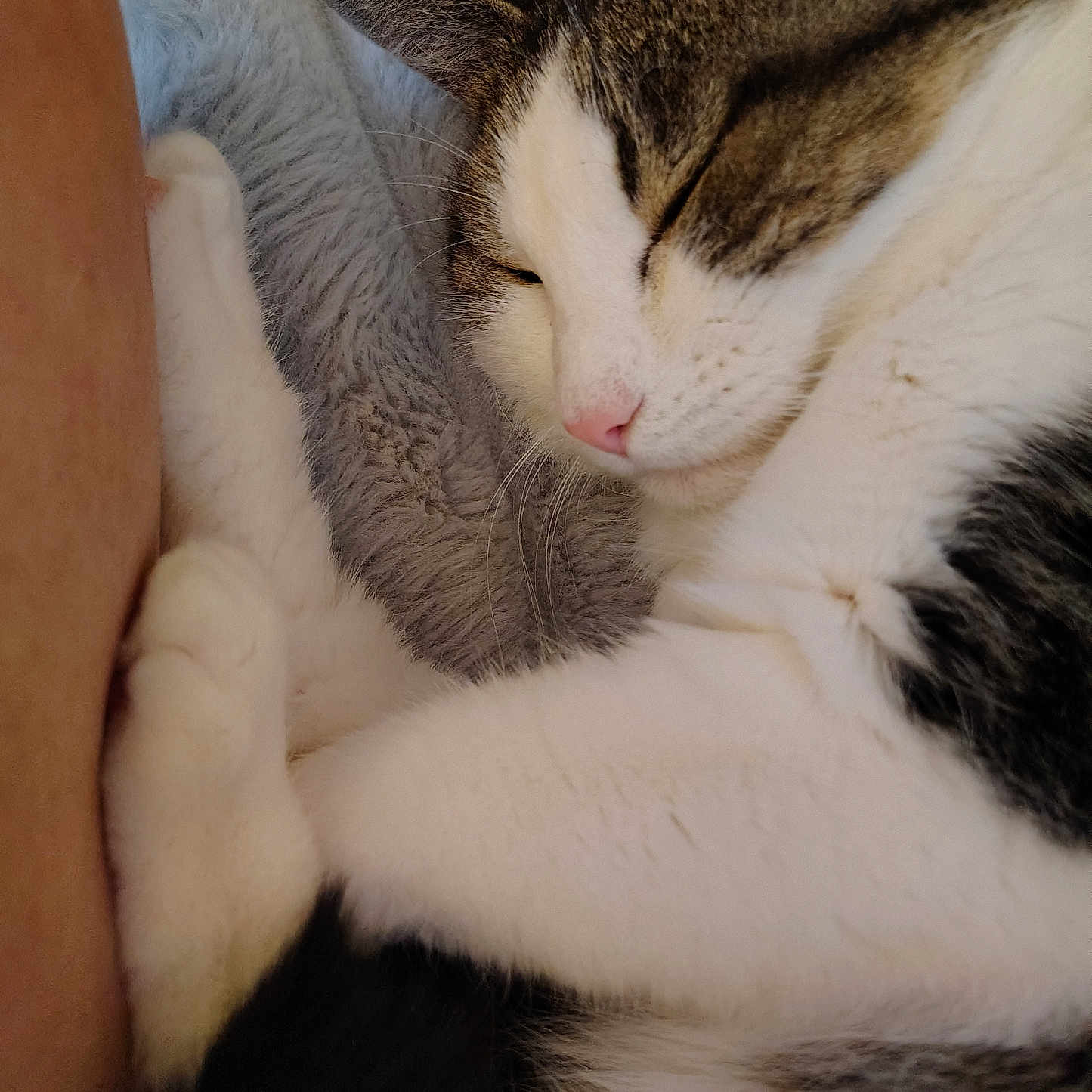 Sadie joined the competition — help win amazing prizes! animal, blanket, cat, closeup, companion, cozy, cute, fur, human_arm, indoor, paw, pet, pink_nose, relaxed, resting, sleeping, soft, tabby, whiskers, white