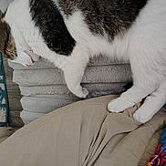 Sadie is registered to the contest to win money with this photo: animal, blanket, cat, closeup, comfort, cozy, fabric, fur, gray, home, indoor, nap, paws, pet, relaxation, resting, sleeping, soft, striped, white