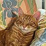 cat, ginger_cat, tabby, pet, sleeping, cozy, cushion, floral_pattern, indoor, closeup, whiskers, relaxed, fur, pink_nose, ears, comfort, resting, cute, animal, domestic_cat