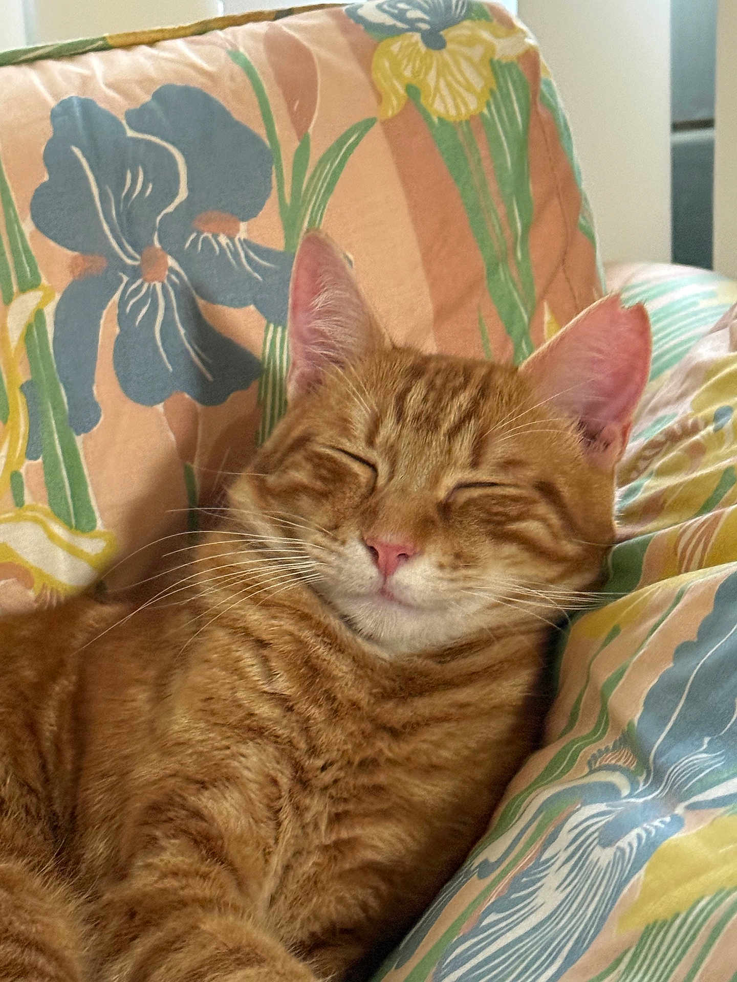 Wrangler joined the competition — help win amazing prizes! cat, ginger_cat, tabby, pet, sleeping, cozy, cushion, floral_pattern, indoor, closeup, whiskers, relaxed, fur, pink_nose, ears, comfort, resting, cute, animal, domestic_cat