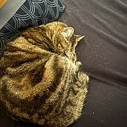 Amnesia participe au concours pour gagner de l'argent avec cette photo : animal, bed, cat, close_up, cozy, curled_up, domestic_animal, fabric, fur, indoor, pattern, pet, pillow, quiet, relaxing, resting, sleeping, soft, striped, tabby_cat