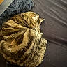 animal, bed, cat, close_up, cozy, curled_up, domestic_animal, fabric, fur, indoor, pattern, pet, pillow, quiet, relaxing, resting, sleeping, soft, striped, tabby_cat