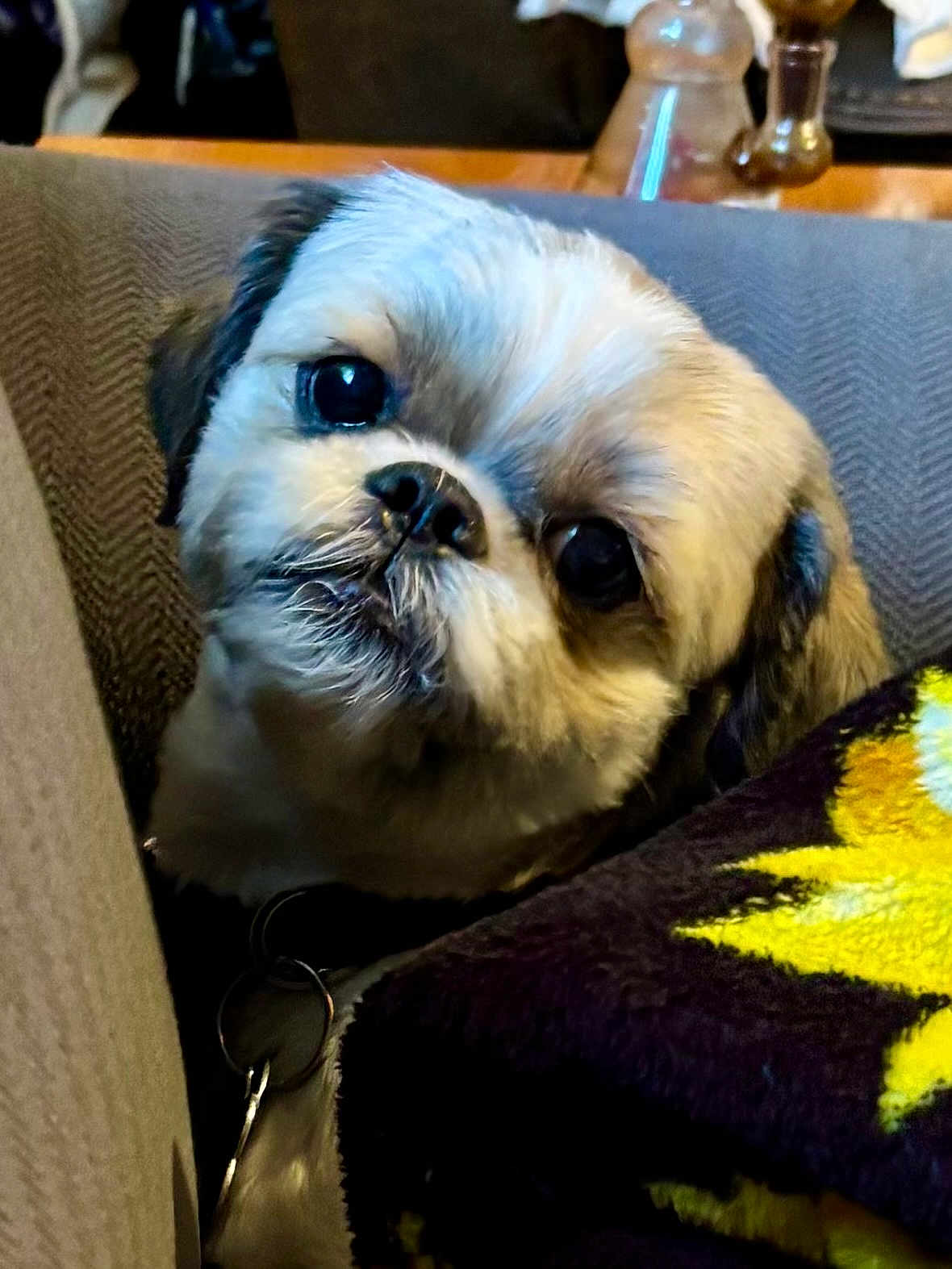 Tyson joined the competition — help win amazing prizes! dog, puppy, small_dog, pet, cute, close_up, face, eyes, fur, couch, blanket, indoor, cozy, home, resting, curious, looking_up, domestic_animal, companion, furry