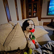 Gucci Bear joined the competition — help win amazing prizes! dog, pet, couch, living_room, pillow, toy, plush_toy, blanket, wood_paneling, cabinet, television, carpet, cushion, fur, playful, sitting, indoor, cozy, chew_toy, home_furniture