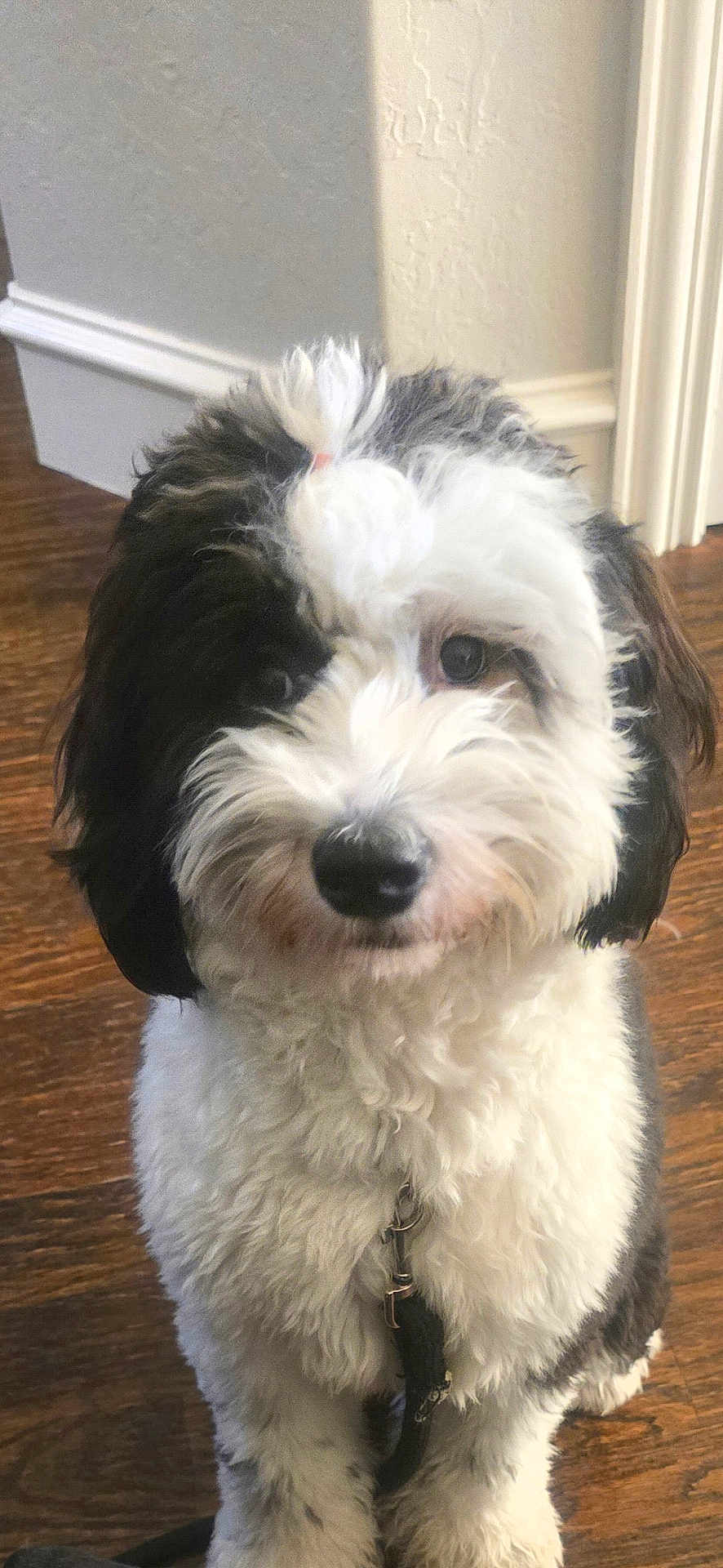 Gucci Bear joined the competition — help win amazing prizes! dog, puppy, indoors, hardwood_floor, white_fur, black_fur, collar, pet, portrait, close_up, doorway, baseboard, wall, curious, looking_at_camera, fluffy, sitting, leash, domestic_animal, eyes