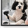 Gucci Bear is registered to the contest to win money with this photo: dog, poodle_mix, curly_fur, black_and_white, pet, grooming, hairdryer, blow_dryer, brush, bathroom, sink, countertop, portrait, framed_photo, paw, looking_at_camera, cute, shampoo_bottle, home_decor, studio_style