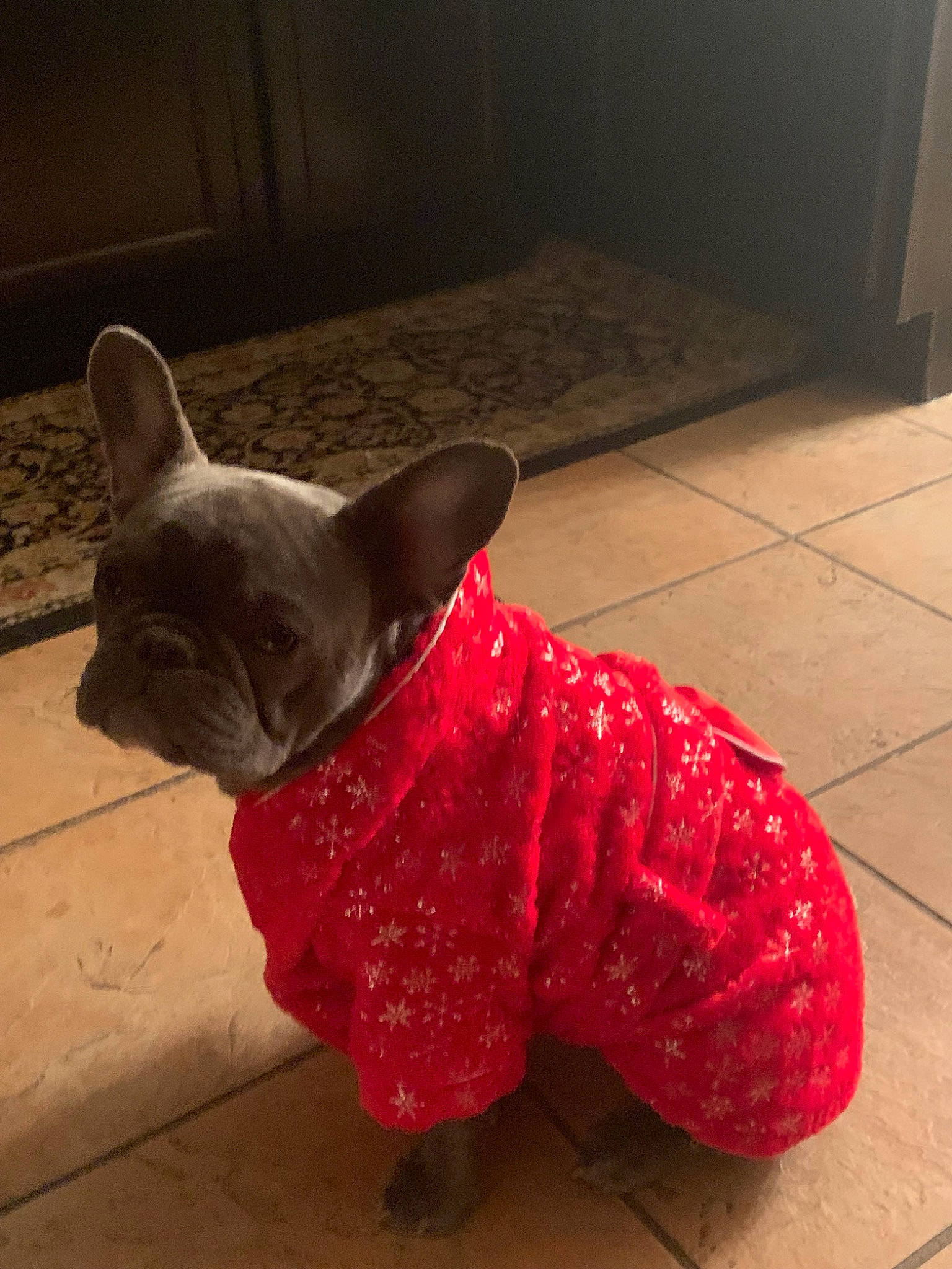 Poppa is registered to the contest to win money with this photo: bulldog, canidae, carnivore, companion_dog, dog, dog_breed, dog_clothes, dog_collar, fawn, french_bulldog, non_sporting_group, pink, snout