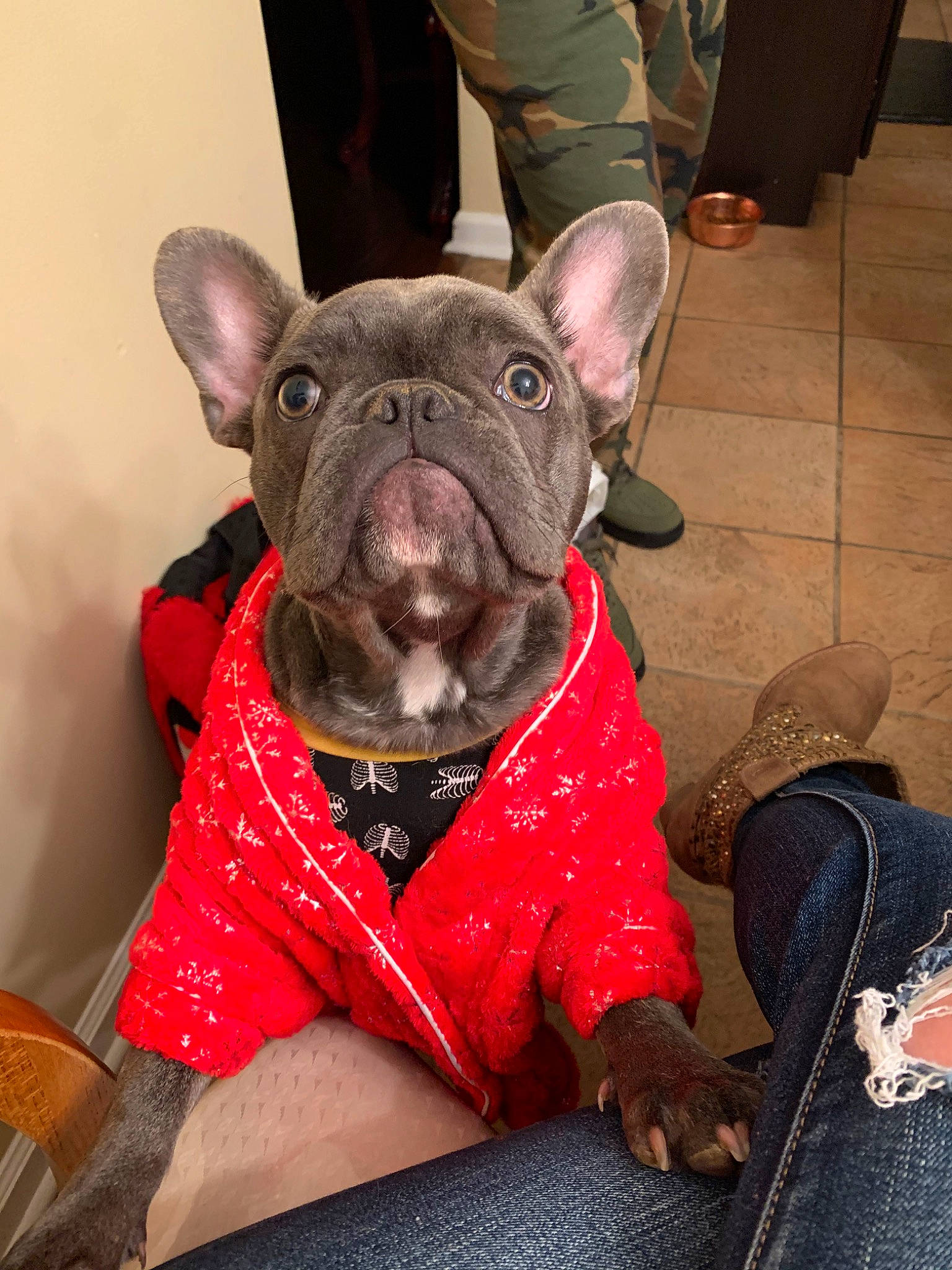 Poppa is registered to the contest to win money with this photo: bulldog, canidae, carnivore, companion_dog, dog, dog_breed, fawn, french_bulldog, mammal, non_sporting_group, snout