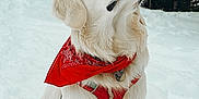 Ubac participe au concours pour gagner de l'argent avec cette photo : dog, white_dog, bandana, red_bandana, harness, snow, winter, outdoor, forest, trees, pet, animal, canine, sitting, looking_up, fluffy, fur, nature, cold, adorable