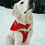 dog, white_dog, bandana, red_bandana, harness, snow, winter, outdoor, forest, trees, pet, animal, canine, sitting, looking_up, fluffy, fur, nature, cold, adorable