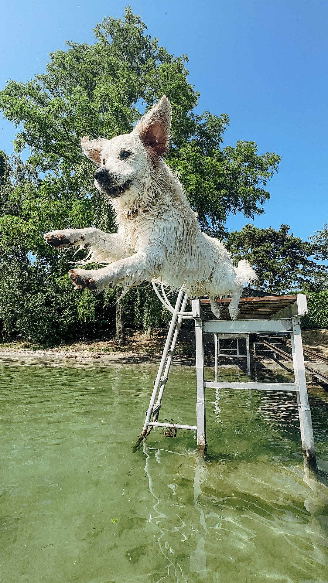 Ubac participe au concours pour gagner de l'argent avec cette photo : dog, jumping, water, lake, dock, wet, outdoor, summer, greenery, trees, sunny, animal, pet, midair, playful, nature, recreation, canine, happy, daytime