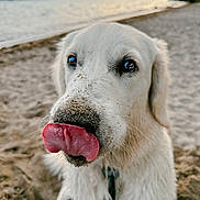Ubac participe au concours pour gagner de l'argent avec cette photo : dog, white_dog, tongue, sand, beach, water, sunset, close_up, pet, animal, outdoor, nature, playful, cute, fur, canine, tongue_out, sand_on_nose, summer, daylight